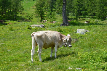 Cows on a meadow in Southtyrol 