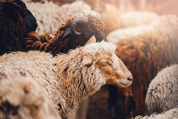 Naklejka premium Concept farm animal husbandry. Sheep prepare for shearing wool and slaughtering meat