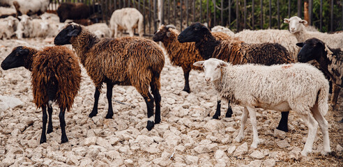 Obraz premium Concept farm animal husbandry. Sheep relax on paddock