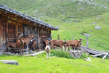 Goats on a meadow 