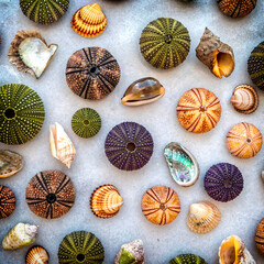 collection of sea urchins and clam shells on white stone top view closeup, colorful pattern