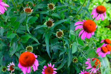 Pink echinacea flowers blooming on a backdrop of green leaves. Echinacea purpurea for poster, branding, calendar, multicolor card, banner, cover, post, header for website. High quality photo