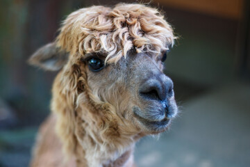 Fototapeta premium リャマのポートレート