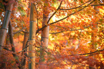 竹と紅葉　秋の和風なイメージ