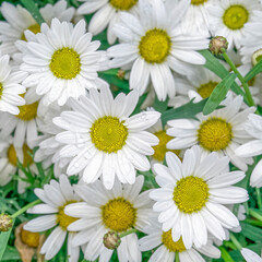 white yellow daisy flowers top view closeup, natural background