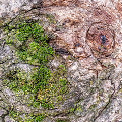 green wet moss on old tree trunk closeup, natural background