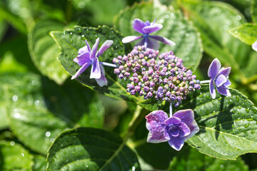 あじさいの花