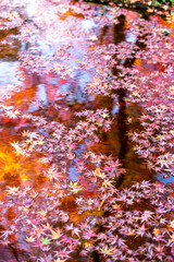 水面の落ち葉　秋の和風イメージ