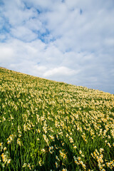 水仙の花　初春イメージ