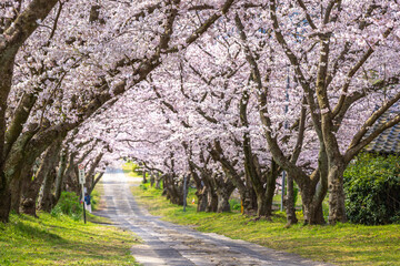 桜のアーチ　貼るの散歩のイメージ