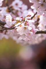 桜の花　春のイメージ