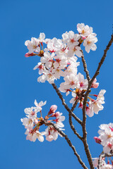 桜の花　春のイメージ