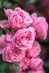 バラの花　初夏のイメージ