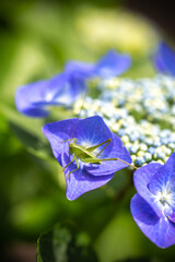 紫陽花の花　梅雨の時期のイメージ