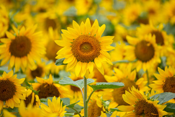 Fototapeta premium ひまわりの花 群生 中心にメインのひまわりを配置した写真