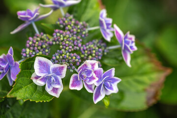 Fototapeta na wymiar 紫陽花の花　梅雨の時期のイメージ