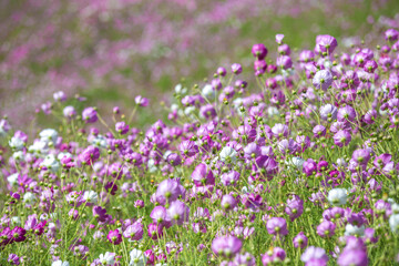 コスモス畑　秋のイメージ