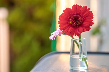 ガーベラの花　マクロイメージ