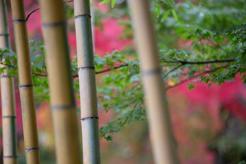 竹と紅葉　秋のイメージ