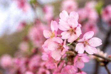 桜の花　春のイメージ