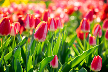 チューリップの花　春のイメージ