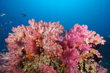Naklejka na ściany i meble soft coral in coral reef at North andaman sea, Thailand