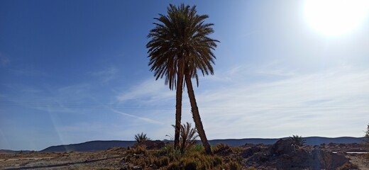 Pictures of palm trees from the desert of Algeria