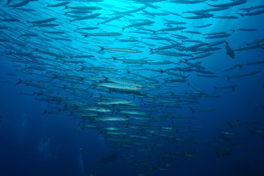 The cyclone school of baracuda fish at tachai pinnacle in Thailand. It's prefer the abundance of fish in this area.