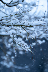 木の枝に積もる雪　冬の寒いイメージ