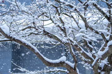 木の枝に積もる雪　冬の寒い日のイメージ