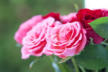 バラの花　室内撮影