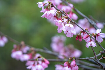 桜の花　春のイメージ