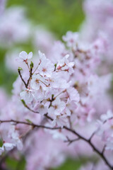 桜の花　春のイメージ