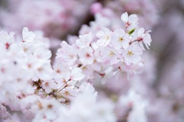 Fototapeta premium 桜の花 春のイメージ