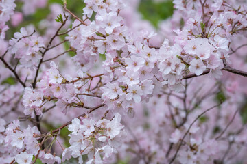 桜の花　春のイメージ