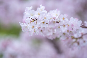 Obraz premium 桜の花 春のイメージ