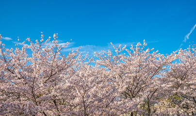 桜の花　春のイメージ