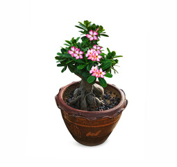 flower in a pot