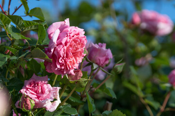 バラの花　屋外撮影
