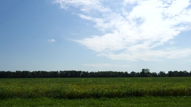 Green Bean Field with Tree Line; a large field being farmed with bean plants, bright blue sky in late summer with wide view. 233
