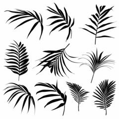 Illustration with collection of tropical palm leaves silhouettes isolated on white background.
