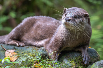 コツメカワウソのポートレート