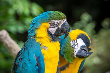 ルリコンゴウインコのポートレート