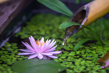 睡蓮の花　ビオトープ　和風イメージ