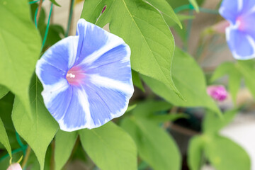 朝顔の花　夏のイメージ
