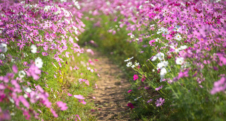 Obraz premium コスモス畑 秋のイメージ