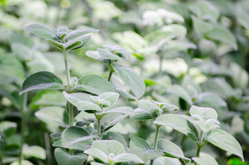 Dicliptera suberecta leaves in a botanical garden.