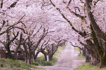 Naklejka premium 桜のアーチ 春の散歩のイメージ