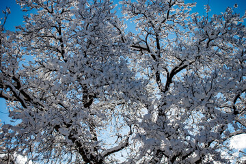 Nussbaum im Winter . Snowy Walnut tree 