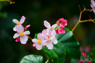 Fototapeta na wymiar Pink flowering Begonia in a spring season at Botanical garden. 